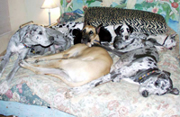 dogs on bed napping