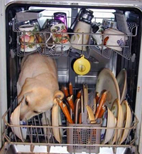 funny photo of dog in dishwasher