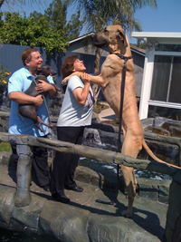 Our giant Great Dane puppy