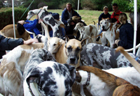 meeting our herd of dogs