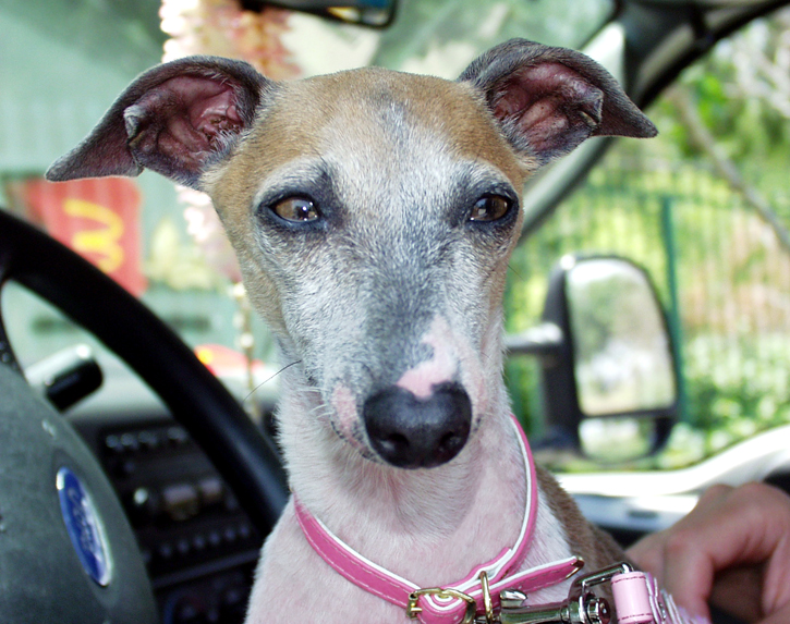 adopt italian greyhound near me