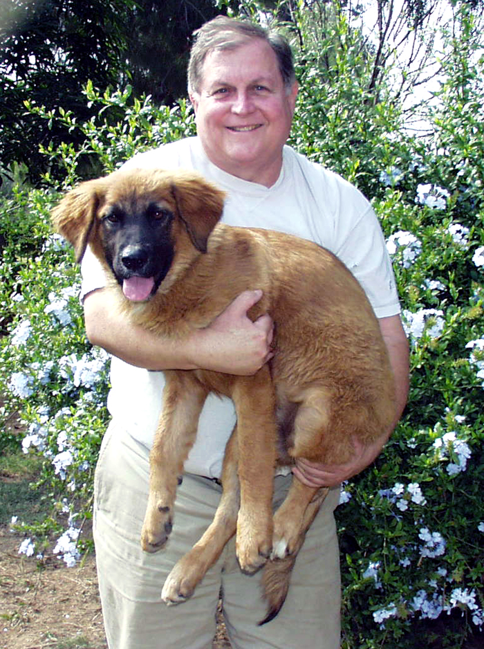 leonberger cross puppies