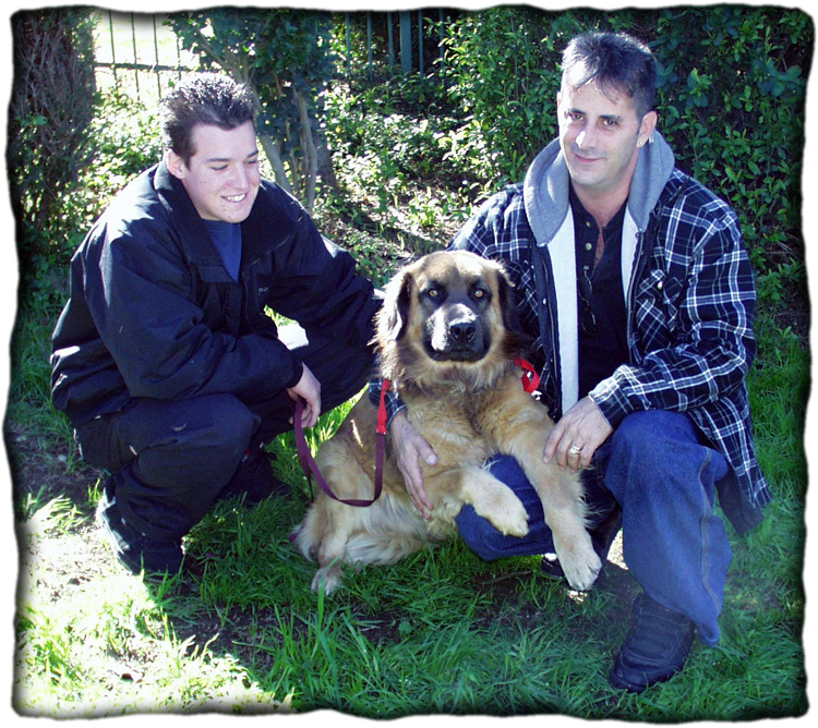 Gentle Giants Rescue and Adoptions Gentle Giants Rescue and Adoptions