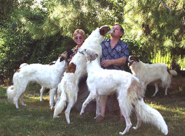 borzoi puppies for adoption