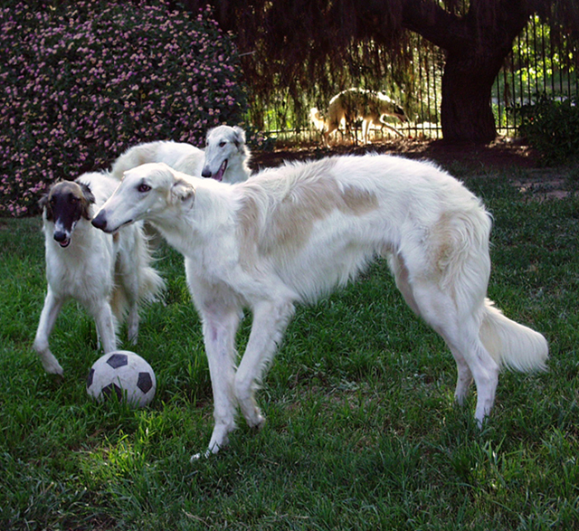 borzoi rescue near me