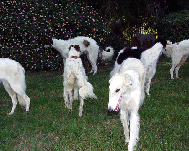 borzoi puppies for adoption