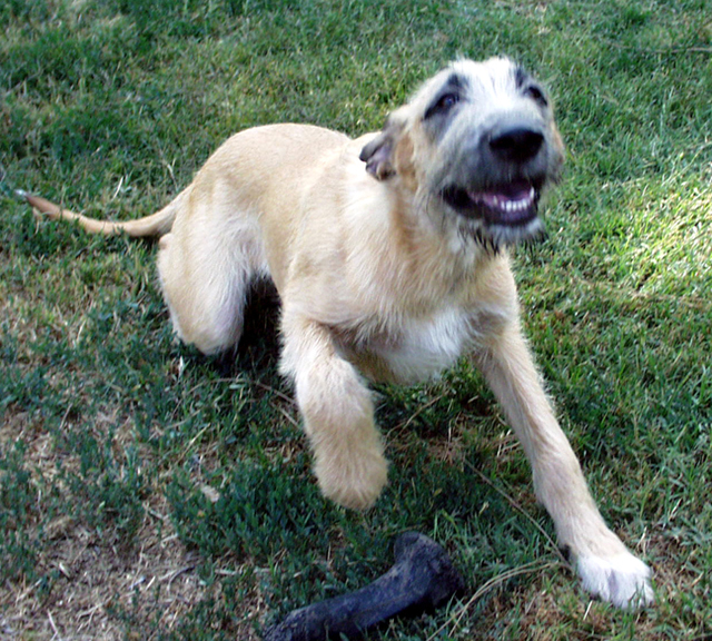 irish wolfhound adoption near me