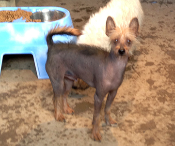 Large Dogs Mastiffs Danes Borzoi Scottish Deerhounds Irish Large Dogs Mastiffs Danes Borzoi Scottish Deerhounds Irish