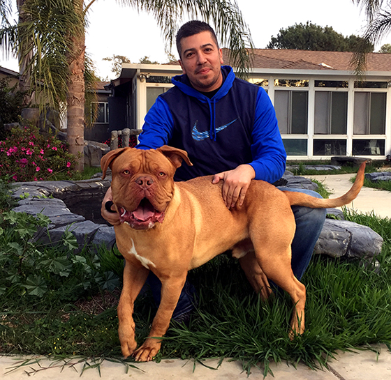 gentle giants the cristol group mastif size