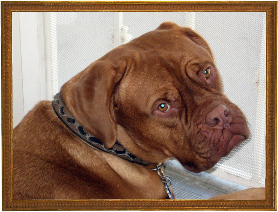 dogue de bordeaux for adoption