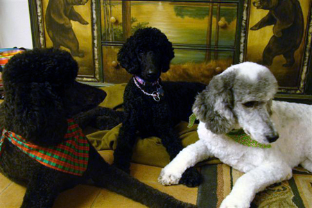 Photo of 3 Poodles