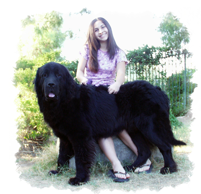 north newfoundland dog