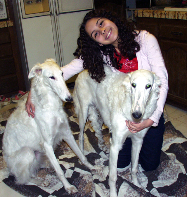 borzoi puppies for adoption