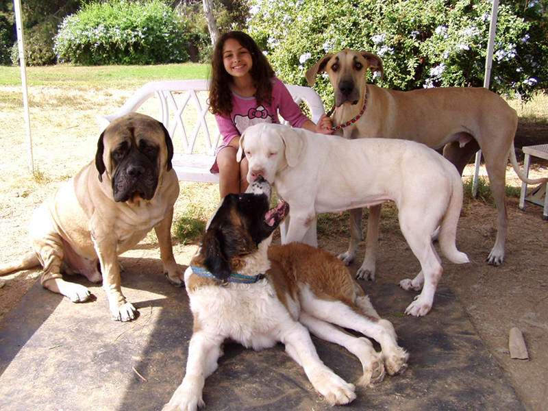 white english mastiff