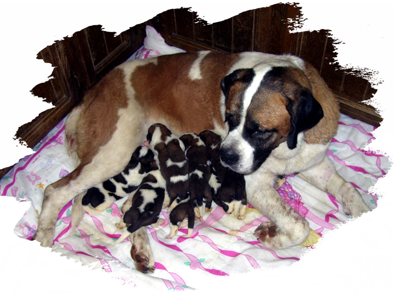 saint bernard puppies for adoption