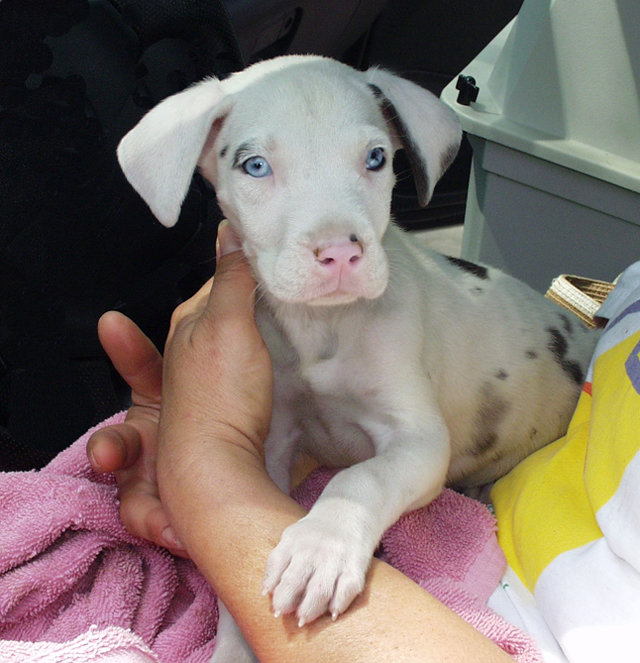 white great dane for sale