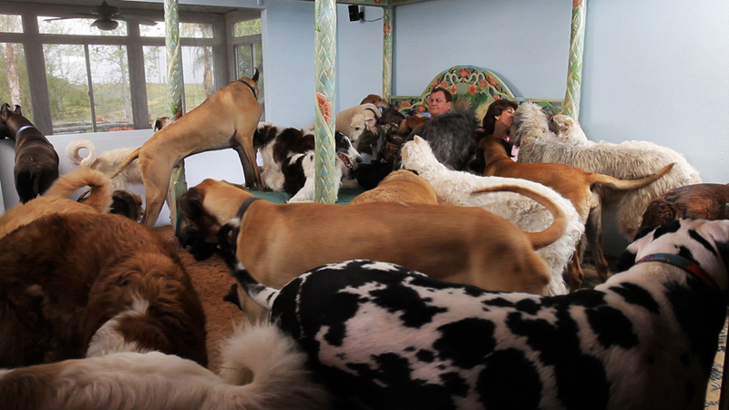 Our bedroom with 21 dogs