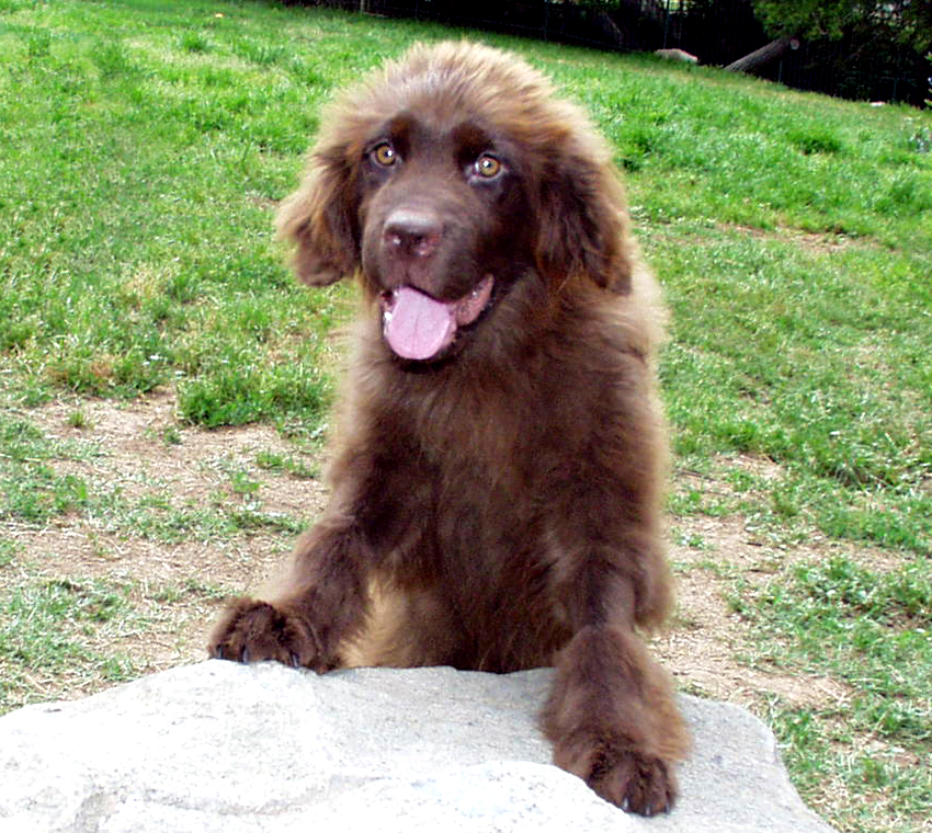 labrador landseer mix