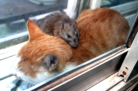 cat%205.jpg