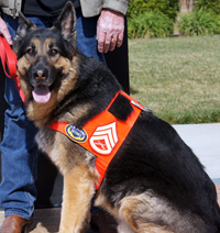 Condor, a military war dog