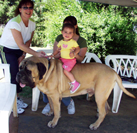 little girl sits on back of English Mastiff