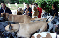 meeting the herd