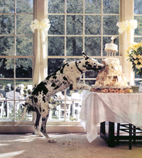 Dane eats weddinf cake during wedding