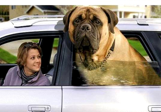 http://www.gentlegiantsrescue.com/images/giant%20English%20Mastiff.jpg