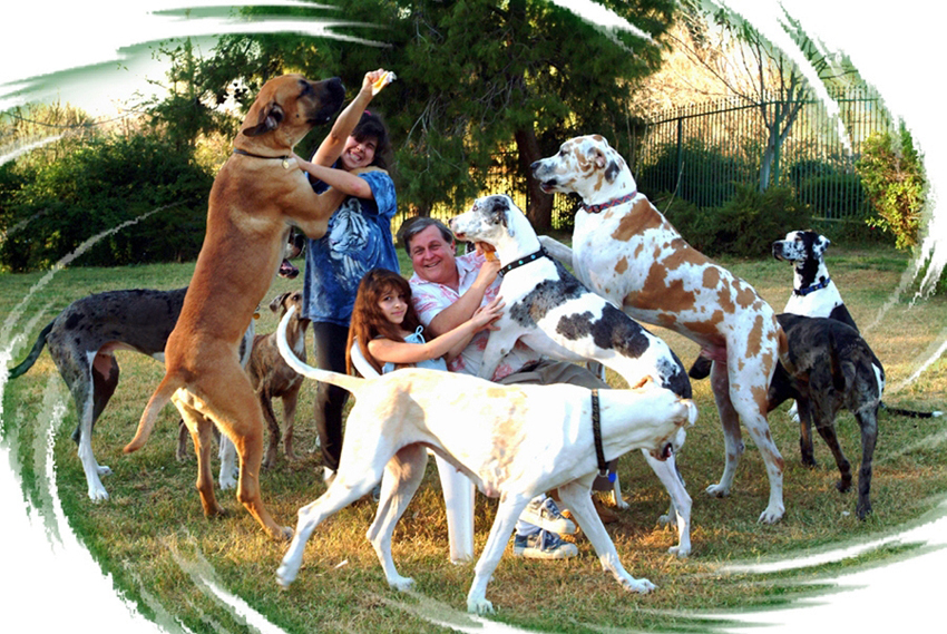 burt ward dog rescue