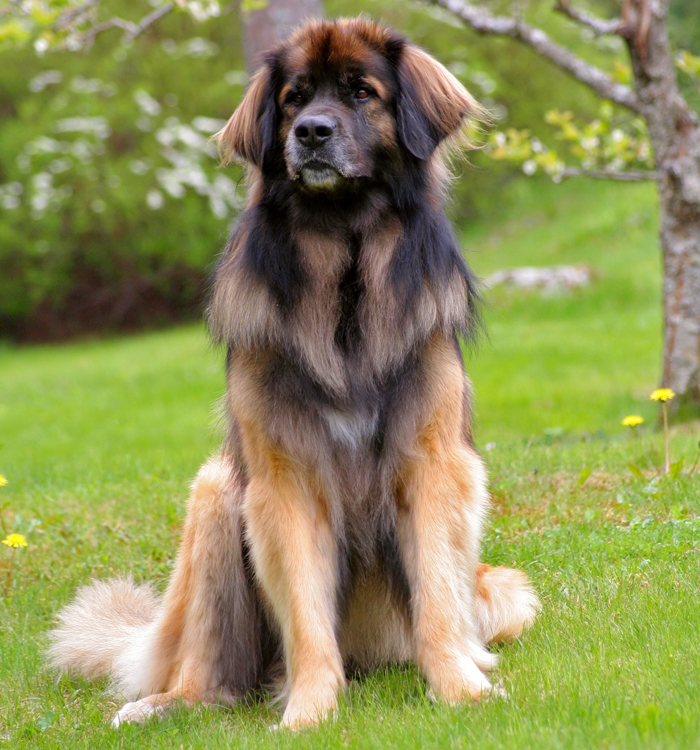 http://www.gentlegiantsrescue.com/images/leonberger%202%20700.jpg