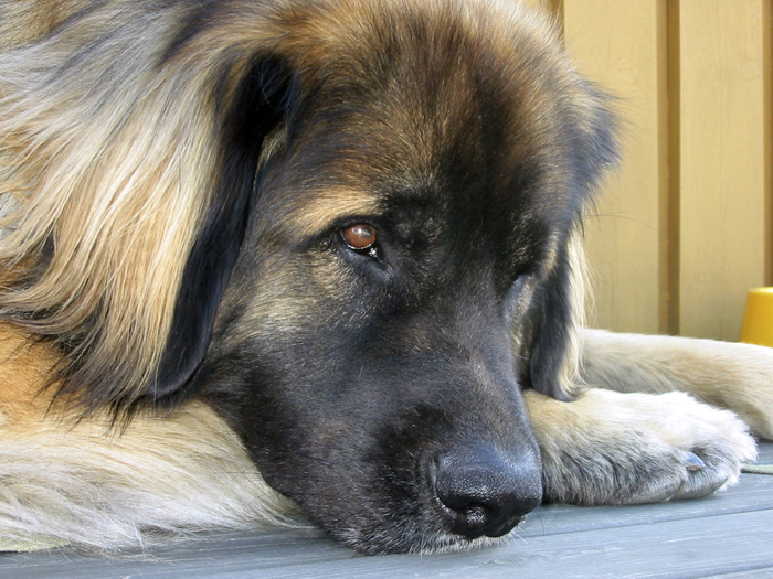 leonberger puppies for adoption rescue adopt leonberger related keywords rescue adopt leonberger keywords leonberger puppies for adoption rescue adopt leonberger related keywords rescue adopt leonberger keywords