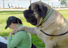 English Mastiff