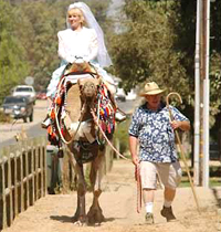 camel limousine