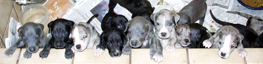 dane mastiff puppies for sale