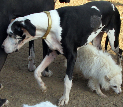 great dane x staghound