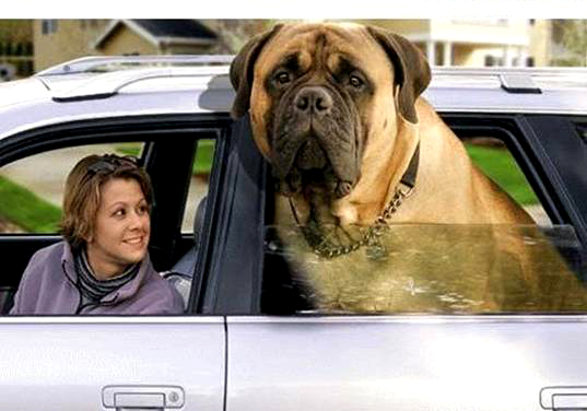 Зорба - самая тяжёлая собакой в мире