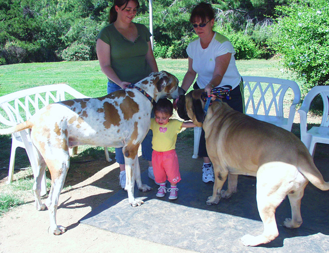 English Mastiff Next To Great Dane English Mastiff Next To Great